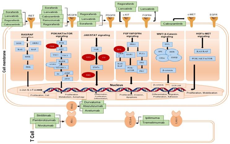 https://cdn.ncbi.nlm.nih.gov/pmc/blobs/b44b/11171154/9a910a662e14/cancers-16-02034-g003.jpg
