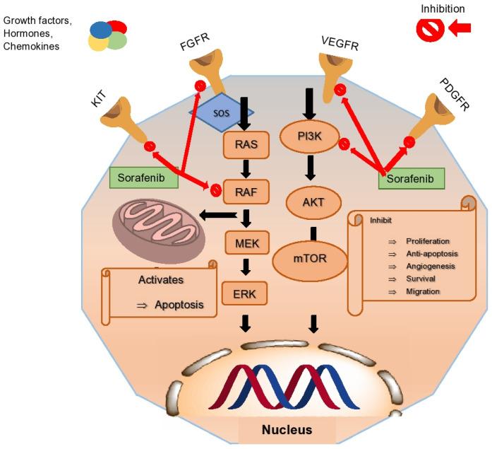 https://cdn.ncbi.nlm.nih.gov/pmc/blobs/b44b/11171154/d4de40ce3281/cancers-16-02034-g001.jpg