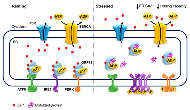 https://cdn.ncbi.nlm.nih.gov/pmc/blobs/b46a/8143176/26a23dc908d9/cells-10-00966-g002.jpg