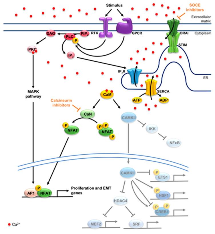 https://cdn.ncbi.nlm.nih.gov/pmc/blobs/b46a/8143176/3bad4fb45750/cells-10-00966-g001.jpg