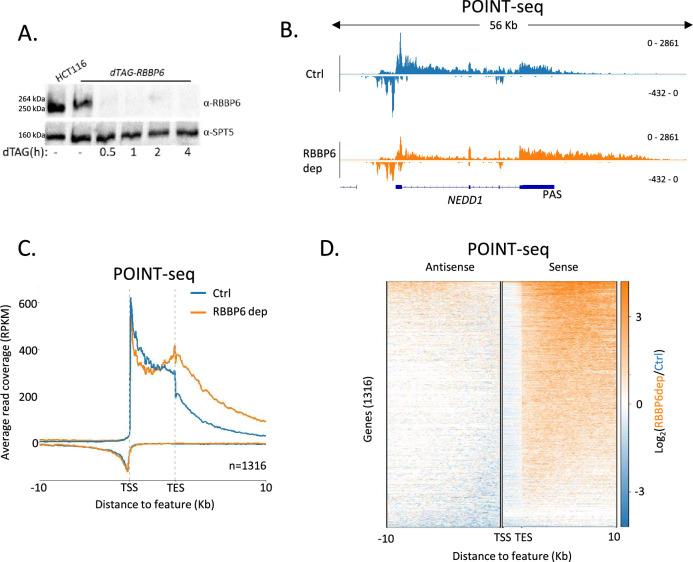https://cdn.ncbi.nlm.nih.gov/pmc/blobs/b46b/11230626/7653c263bcac/elife-92764-fig1.jpg