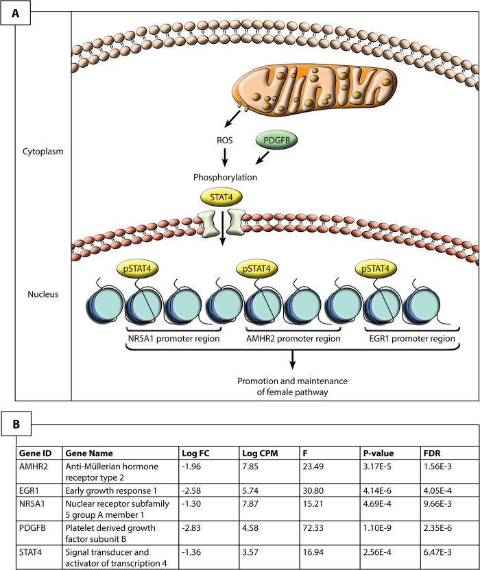 https://cdn.ncbi.nlm.nih.gov/pmc/blobs/b472/8049264/5c35db6c334b/pgen.1009465.g004.jpg