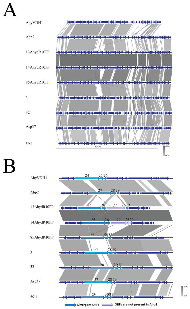 https://cdn.ncbi.nlm.nih.gov/pmc/blobs/b497/8001559/7da099d30d48/viruses-13-00477-g004.jpg
