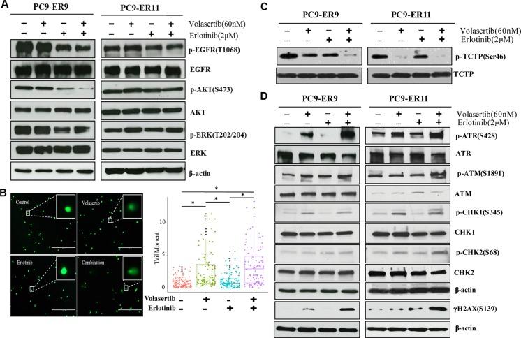 https://cdn.ncbi.nlm.nih.gov/pmc/blobs/b49a/5216995/c8da5df28a09/oncotarget-07-47998-g005.jpg