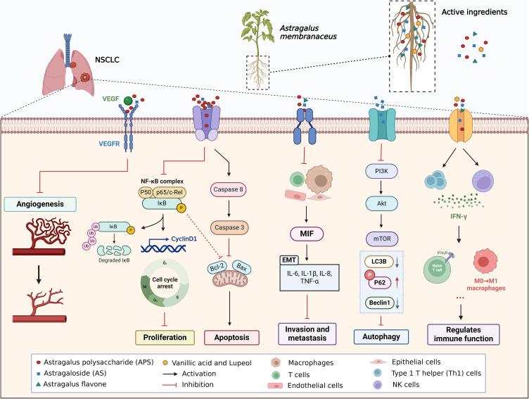 https://cdn.ncbi.nlm.nih.gov/pmc/blobs/b508/11287463/6d39a8fda284/CMAR-16-909-g0002.jpg