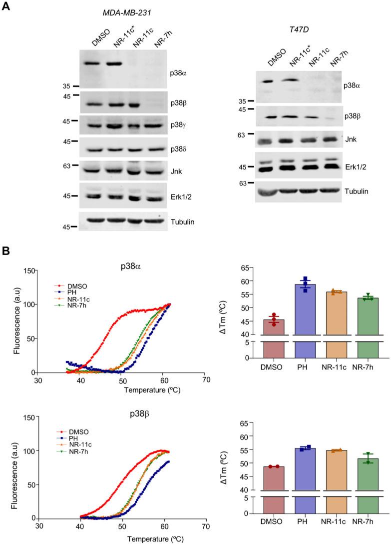 https://cdn.ncbi.nlm.nih.gov/pmc/blobs/b50d/9913880/48fb031a3317/cancers-15-00611-g005.jpg