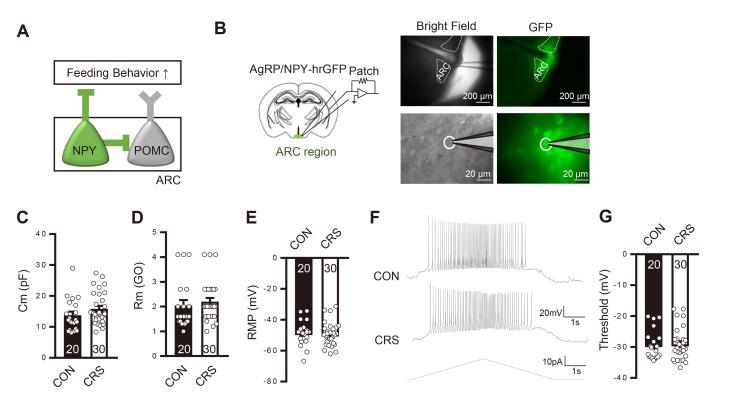 https://cdn.ncbi.nlm.nih.gov/pmc/blobs/b511/8752322/bd3e63f18359/en-30-6-375-f2.jpg
