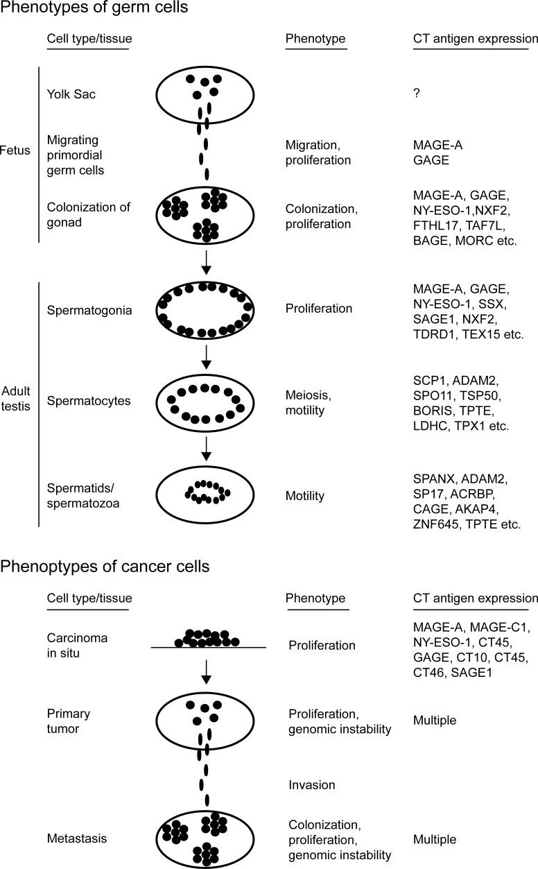 https://cdn.ncbi.nlm.nih.gov/pmc/blobs/b513/4599236/542ba8a42661/oncotarget-06-15772-g001.jpg