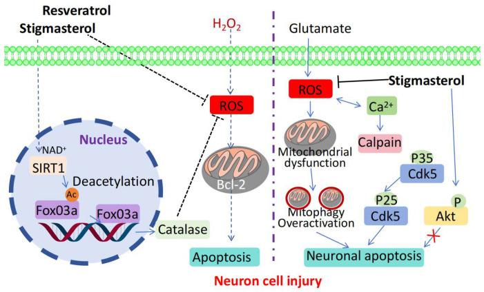 https://cdn.ncbi.nlm.nih.gov/pmc/blobs/b514/12073555/f3d05e04128b/molecules-30-01874-g005.jpg