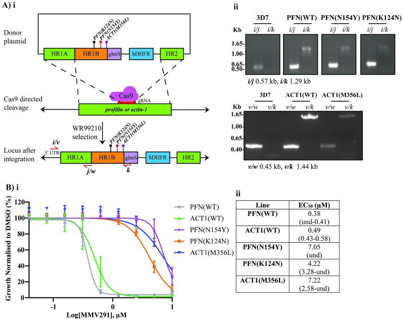 https://cdn.ncbi.nlm.nih.gov/pmc/blobs/b55f/10128974/5fed00523abf/pbio.3002066.g002.jpg