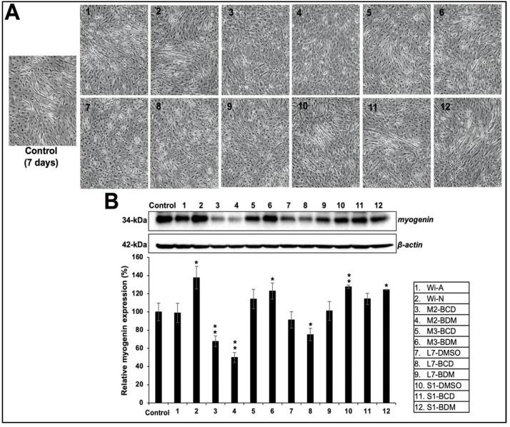 https://cdn.ncbi.nlm.nih.gov/pmc/blobs/b56d/8533065/0a94454bb540/biomolecules-11-01454-g004.jpg