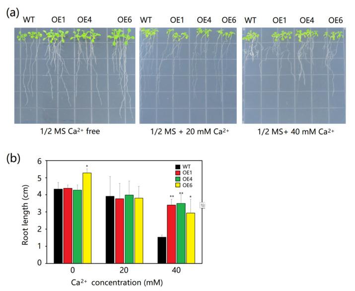 https://cdn.ncbi.nlm.nih.gov/pmc/blobs/b580/8150822/21ec84a947a8/plants-10-00941-g005.jpg