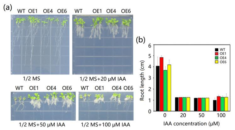 https://cdn.ncbi.nlm.nih.gov/pmc/blobs/b580/8150822/75a111a55cfd/plants-10-00941-g007.jpg
