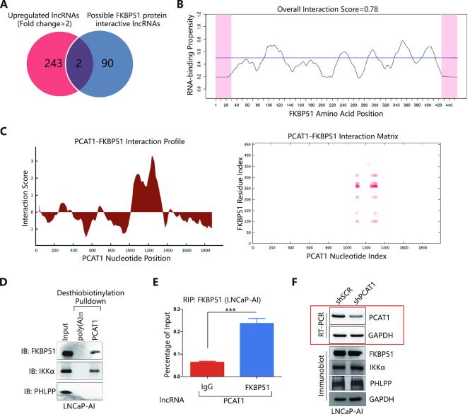 https://cdn.ncbi.nlm.nih.gov/pmc/blobs/b58e/6486551/2ad860f179bd/gkz108fig3.jpg