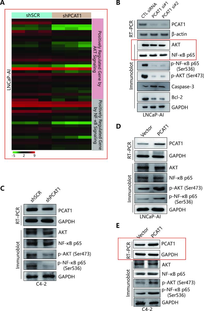 https://cdn.ncbi.nlm.nih.gov/pmc/blobs/b58e/6486551/b92211a69972/gkz108fig2.jpg