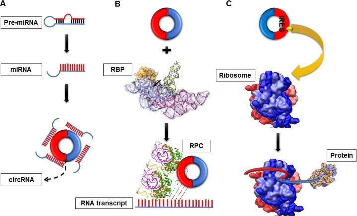 https://cdn.ncbi.nlm.nih.gov/pmc/blobs/b5c7/5610025/d524e9a58bbd/oncotarget-08-64551-g002.jpg