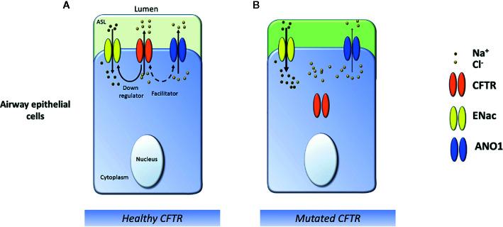 https://cdn.ncbi.nlm.nih.gov/pmc/blobs/b5cd/7396676/e2f78b20d6af/fphar-11-01096-g003.jpg