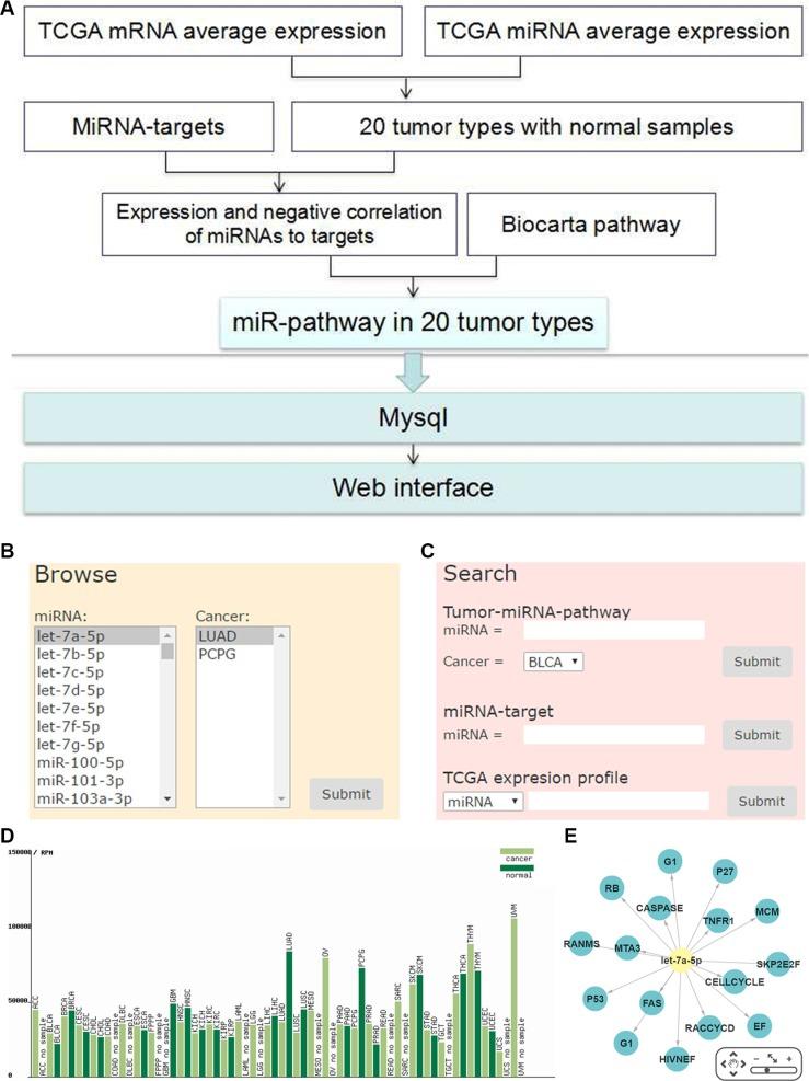 https://cdn.ncbi.nlm.nih.gov/pmc/blobs/b5db/5342096/92fc870aab50/oncotarget-07-71504-g001.jpg