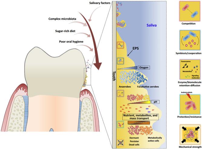https://cdn.ncbi.nlm.nih.gov/pmc/blobs/b60f/11987509/136aa13a971c/j_mr-2024-0035_fig_003.jpg