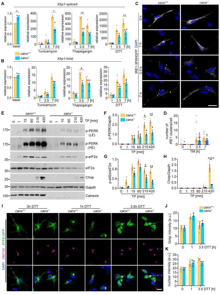 https://cdn.ncbi.nlm.nih.gov/pmc/blobs/b610/11394613/a92924a7a247/cells-13-01498-g003.jpg