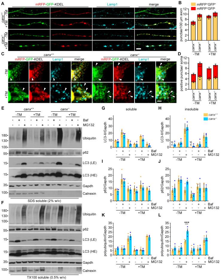 https://cdn.ncbi.nlm.nih.gov/pmc/blobs/b610/11394613/fb9b6f5bf656/cells-13-01498-g002.jpg