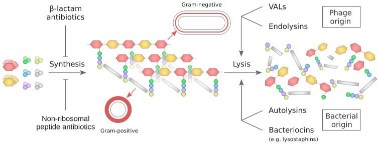 https://cdn.ncbi.nlm.nih.gov/pmc/blobs/b610/11396672/bc3d8ce5f84e/molecules-29-04065-g001.jpg