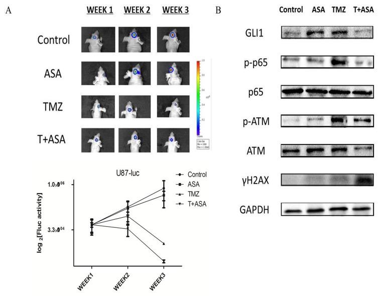 https://cdn.ncbi.nlm.nih.gov/pmc/blobs/b610/5425124/6da23f1dfa35/aging-09-1233-g007.jpg