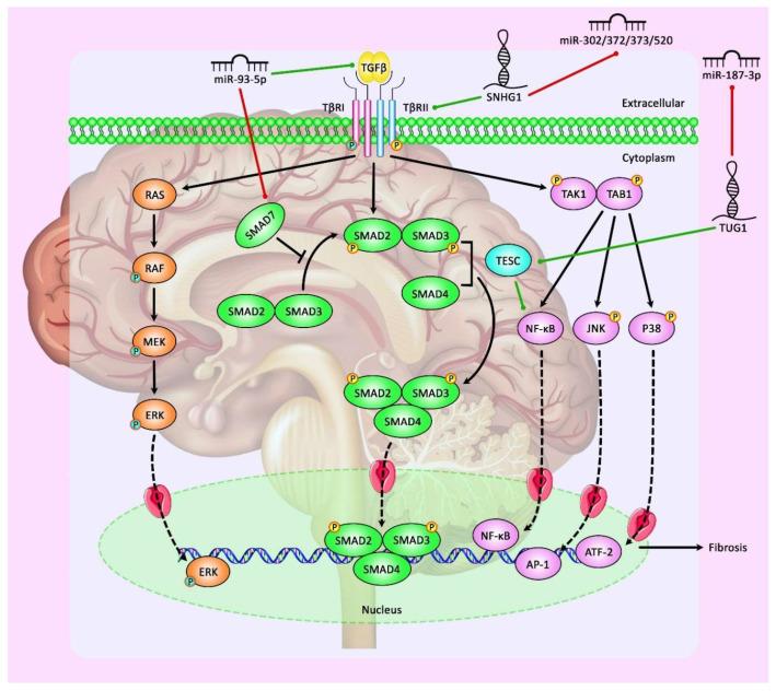 https://cdn.ncbi.nlm.nih.gov/pmc/blobs/b668/8656547/09ec2714e2a2/cancers-13-05987-g002.jpg
