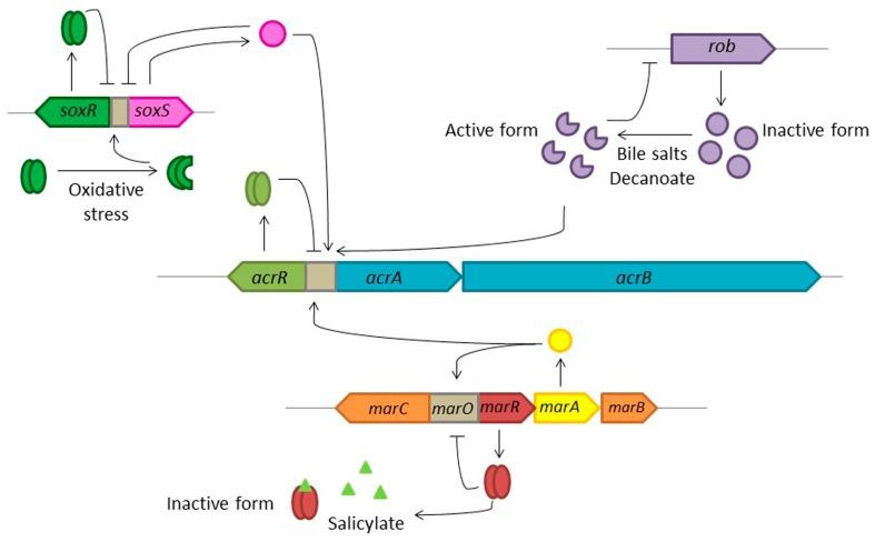 https://cdn.ncbi.nlm.nih.gov/pmc/blobs/b6a8/5029519/0be744460fa2/microorganisms-04-00014-g003.jpg