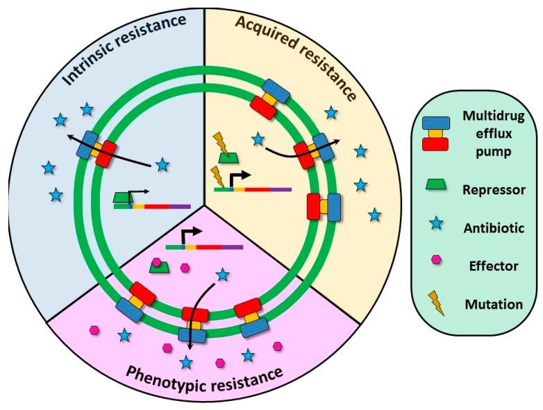 https://cdn.ncbi.nlm.nih.gov/pmc/blobs/b6a8/5029519/8a6a5a9f3544/microorganisms-04-00014-g002.jpg