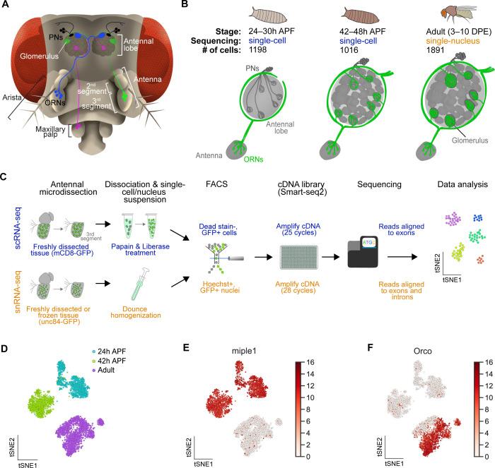 https://cdn.ncbi.nlm.nih.gov/pmc/blobs/b6d1/7870146/07ffcdd91672/elife-63856-fig1.jpg