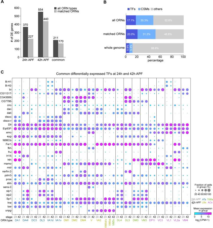 https://cdn.ncbi.nlm.nih.gov/pmc/blobs/b6d1/7870146/30f30de66a77/elife-63856-fig8.jpg