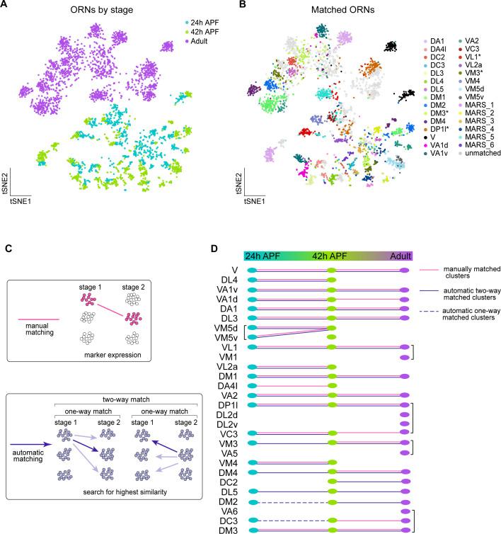 https://cdn.ncbi.nlm.nih.gov/pmc/blobs/b6d1/7870146/6064d98b0f2c/elife-63856-fig6.jpg