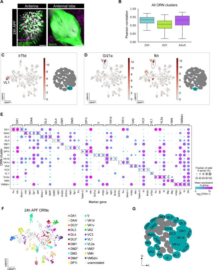https://cdn.ncbi.nlm.nih.gov/pmc/blobs/b6d1/7870146/632d6338032d/elife-63856-fig4.jpg