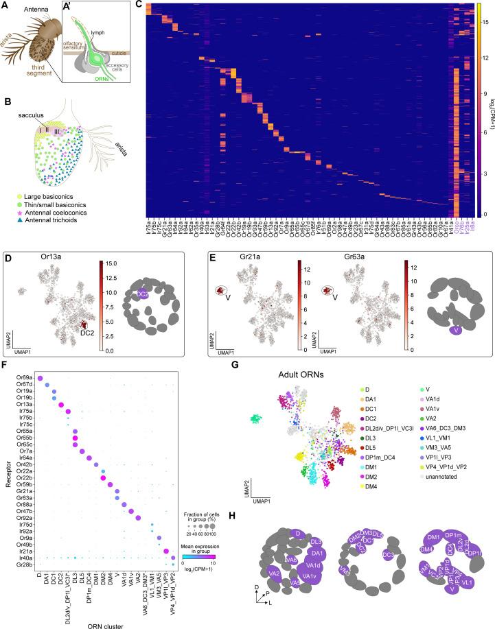 https://cdn.ncbi.nlm.nih.gov/pmc/blobs/b6d1/7870146/92bedfbb8480/elife-63856-fig5.jpg