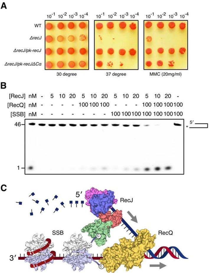 https://cdn.ncbi.nlm.nih.gov/pmc/blobs/b6d2/4846377/34507b86d0cb/elife-14294-fig7.jpg