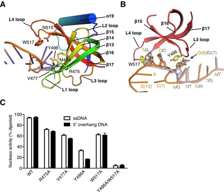 https://cdn.ncbi.nlm.nih.gov/pmc/blobs/b6d2/4846377/696f704c6efd/elife-14294-fig4.jpg
