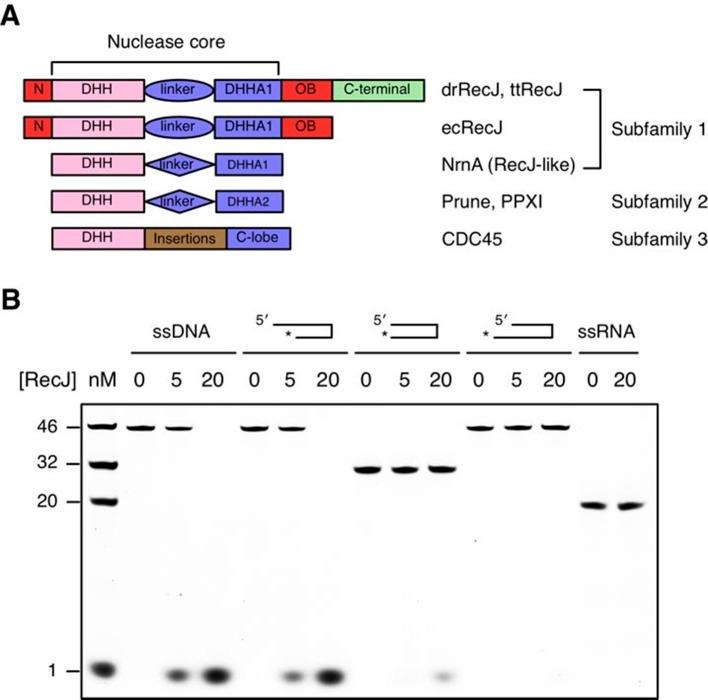 https://cdn.ncbi.nlm.nih.gov/pmc/blobs/b6d2/4846377/a9185727e596/elife-14294-fig1.jpg