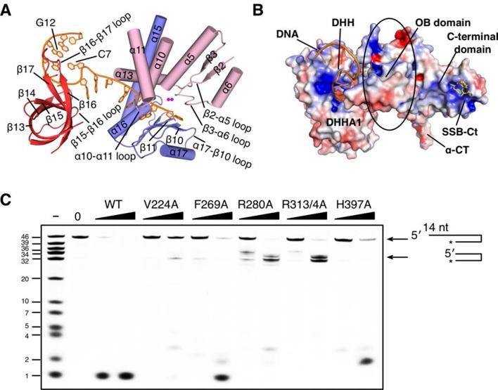 https://cdn.ncbi.nlm.nih.gov/pmc/blobs/b6d2/4846377/bc4e7dcd711f/elife-14294-fig3-figsupp1.jpg