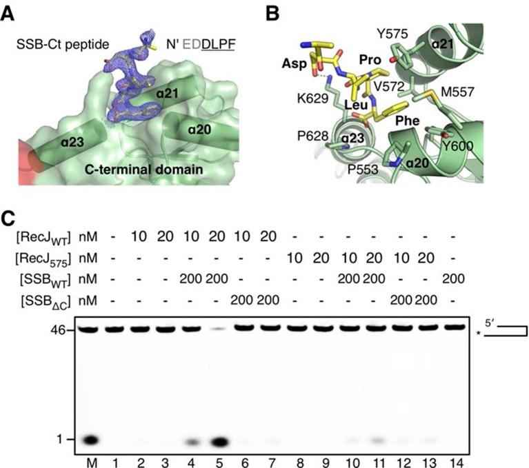 https://cdn.ncbi.nlm.nih.gov/pmc/blobs/b6d2/4846377/bea399ebc415/elife-14294-fig6.jpg