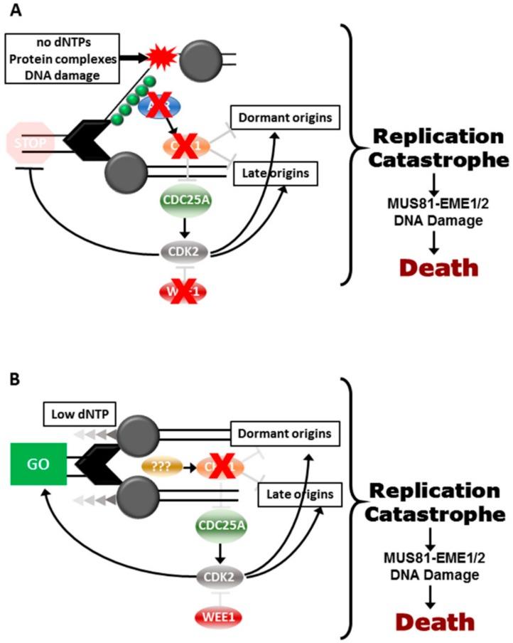 https://cdn.ncbi.nlm.nih.gov/pmc/blobs/b70a/6769680/cb8953ea9172/cancers-11-01320-g002.jpg