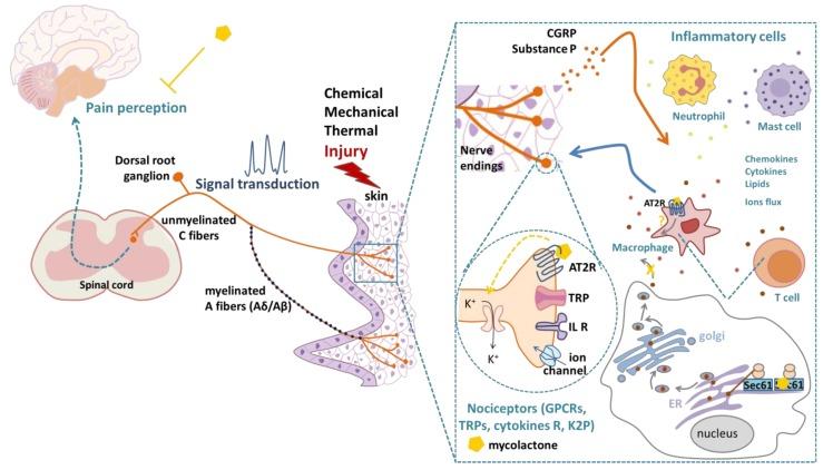 https://cdn.ncbi.nlm.nih.gov/pmc/blobs/b70f/6783859/c4e014cb1217/toxins-11-00516-g001.jpg