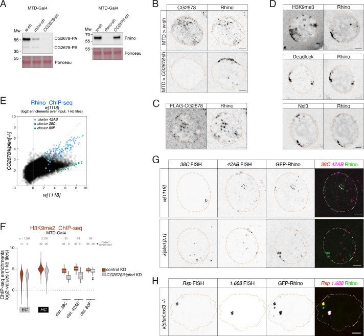 https://cdn.ncbi.nlm.nih.gov/pmc/blobs/b71c/9531945/080cdf7b6150/elife-80067-fig3-figsupp1.jpg