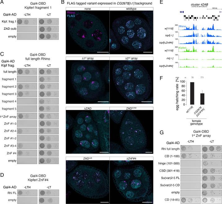 https://cdn.ncbi.nlm.nih.gov/pmc/blobs/b71c/9531945/481b272c5140/elife-80067-fig6-figsupp1.jpg