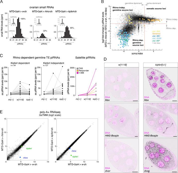 https://cdn.ncbi.nlm.nih.gov/pmc/blobs/b71c/9531945/be80d84a5564/elife-80067-fig4-figsupp1.jpg