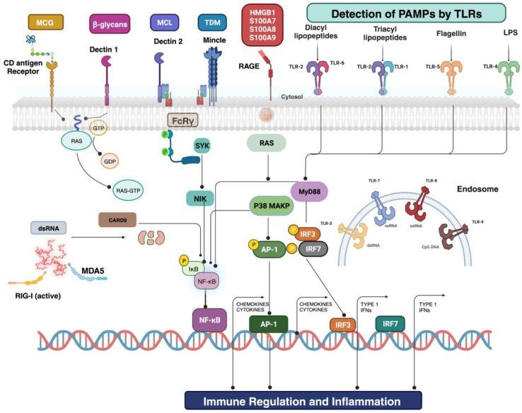 https://cdn.ncbi.nlm.nih.gov/pmc/blobs/b73a/10812490/262edc8c4380/antibiotics-13-00046-g002.jpg