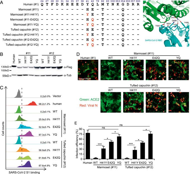 https://cdn.ncbi.nlm.nih.gov/pmc/blobs/b74c/8000431/b747bcfca7b6/pnas.2025373118fig04.jpg