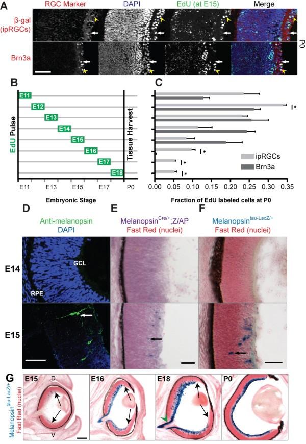 https://cdn.ncbi.nlm.nih.gov/pmc/blobs/b779/3070623/571994dea09e/1749-8104-6-8-1.jpg