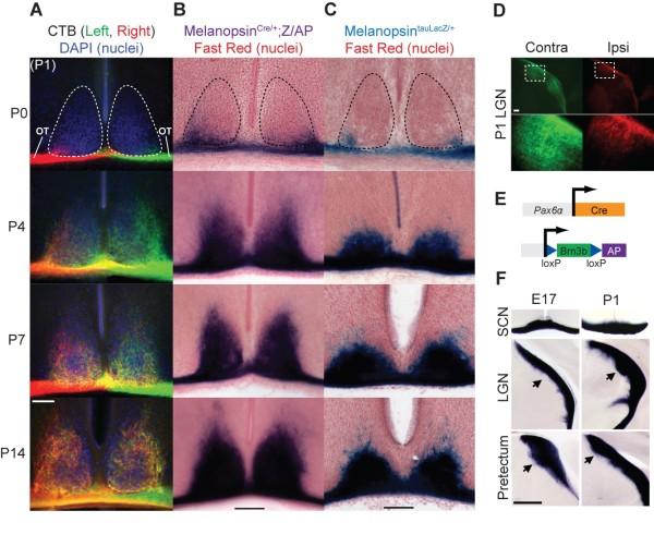 https://cdn.ncbi.nlm.nih.gov/pmc/blobs/b779/3070623/7befff444458/1749-8104-6-8-2.jpg
