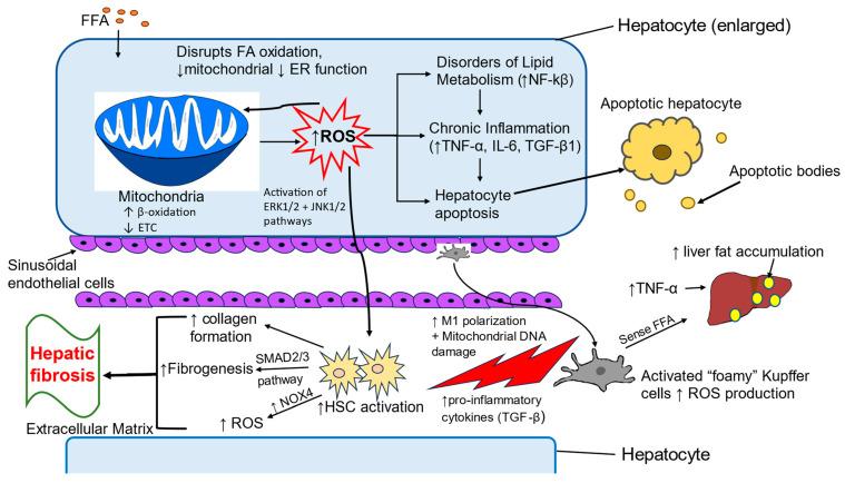 https://cdn.ncbi.nlm.nih.gov/pmc/blobs/b792/12113454/37272879e813/metabolites-15-00287-g002.jpg